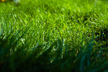 Future animals plants sunset
  