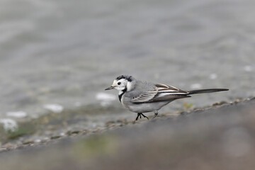 Grey wagtail Motacilla alba in close view ont the Rhine, France