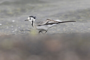 Grey wagtail Motacilla alba in close view ont the Rhine, France