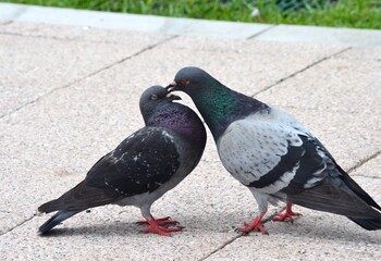 鳩の求愛行動