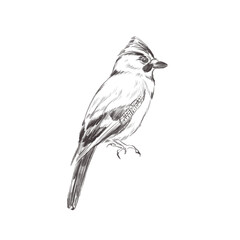 Line art pencil sketch of forest bird Jay Bird