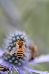 Bee on flowers