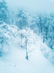 Mountain winter forest in snow