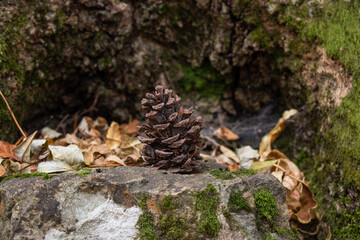 Pine cone close up