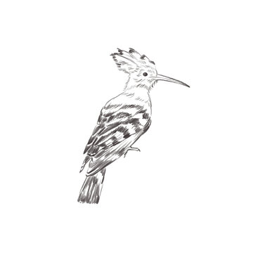 recommend clip art: Line art pencil sketch of forest bird Hoopoe
