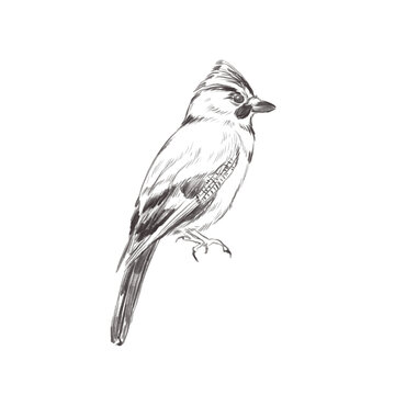Line art pencil sketch of forest bird Jay Bird