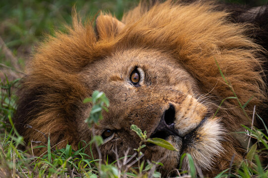 lion in the grass