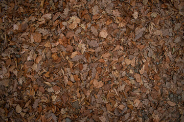 texture of a surface covered with leafs