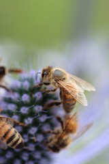 Bee on flowers