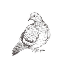 Line art pencil sketch of forest bird Pigeon