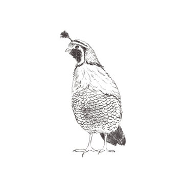Line art pencil sketch of forest bird Quail Bird