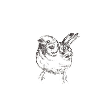 Line Art Pencil Sketch Of Forest Bird Sparrow