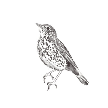recommend clip art: Line art pencil sketch of forest bird Thrush
