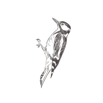 recommend clip art: Line art pencil sketch of forest bird Woodpecker