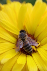 Bee on flowers