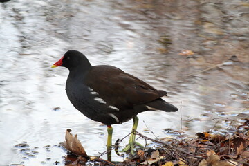 A black duck with a red face and beak