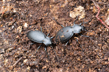 Ground-Beetle Carabus Procrustes coriaceus in close view
