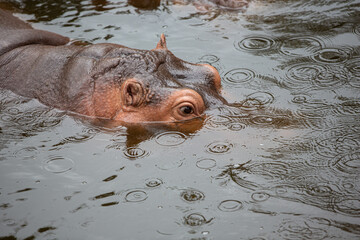 hippopotamus in water