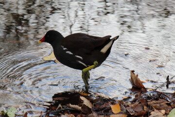 A black duck with a red face and beak