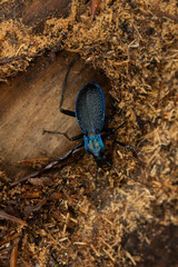 Ground-Beetle Carabus Chaetocarabus intricatus in close view