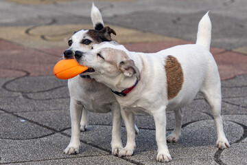 two dogs playing