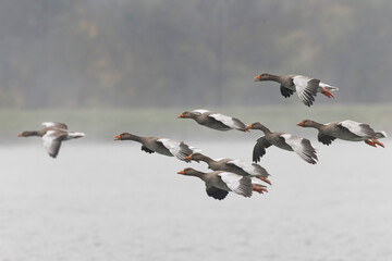 Grey-lag goose Anser anser wintering on the Rhine, France