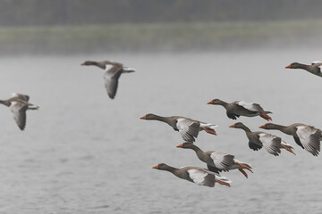 Grey-lag goose Anser anser wintering on the Rhine, France