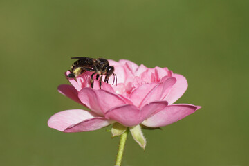 Closeup of the bee Macropis europaea, family Melittidae on a flower of the fairy rose (rosa the fairy), family Rosaceae. Summer, July, Dutch garden.