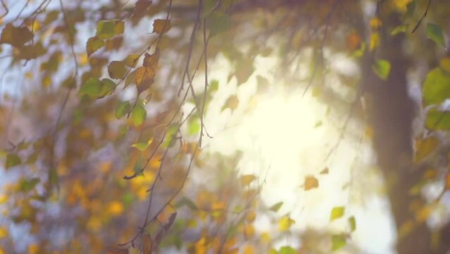Autumn background. Beautiful birch tree with colorful leaves swirling, fluttering in the wind on a tree, abstract backdrop with sun flares. Orange, red and yellow colors. Slow motion