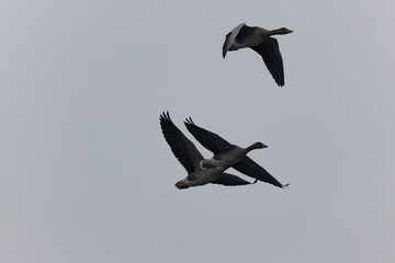 Grey-lag goose Anser anser wintering on the Rhine, France