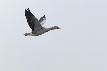 Grey-lag goose Anser anser wintering on the Rhine, France