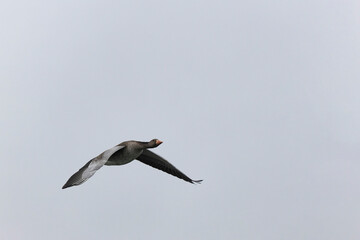 Grey-lag goose Anser anser wintering on the Rhine, France