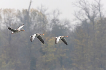 Grey-lag goose Anser anser wintering on the Rhine, France
