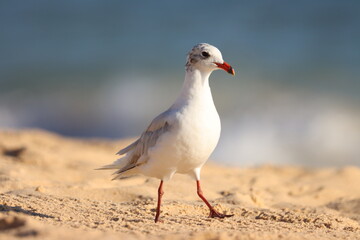 Naklejka premium Seagull on the prowl