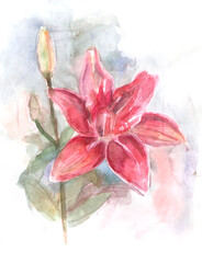 watercolor drawing of bright pink lily