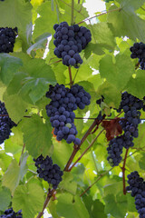 Cachos de uvas na ramada