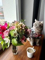 Fototapeta na wymiar Scottish straight gray cat with a glasses, shirt and a red tie at the holiday looks like a gentleman. Domestic Pet in apartment looks out the window with coffee , flowers, bouquet 