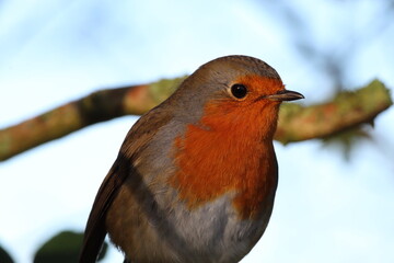 A stunning portrait of a single Robin Redbreast in the forest. These birds are popular at Christmas time and often found on the front of holiday greeting cards.