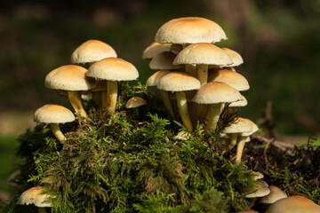 hellbraune Pilze auf einem abgestorbenen Baumstumpf