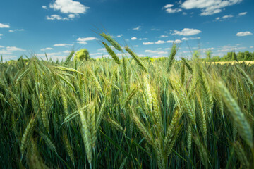 Obraz premium View of the grain field, the horizon and the blue sky