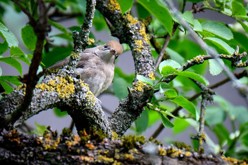 Mönchsgrasmücke ( Sylvia atricapilla ).