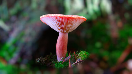red boletus