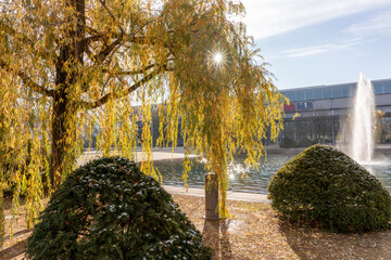 Sun shines through the tree in autumn
