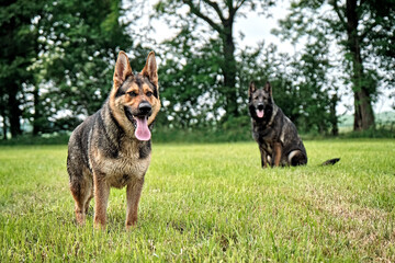 Deutscher Schäferhund.