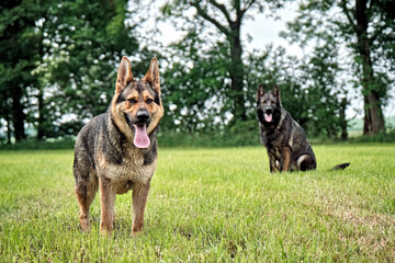 Deutscher Schäferhund.