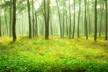 Beautiful yellow-green misty forest Borek, Chelm, Poland