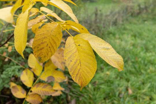 golden or red leaves in autumn