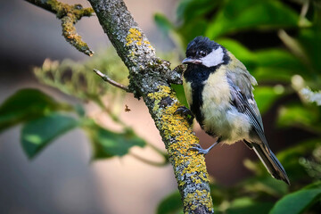 Kohlmeise ( Parus major ).