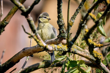 Junge Blaumeise ( Cyanistes caeruleus ).