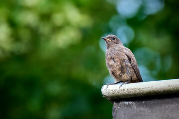 Hausrotschwanz ( Phoenicurus ochruros ).